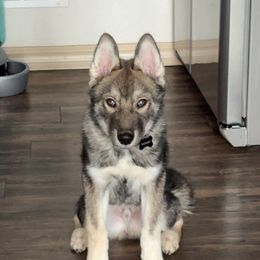 Siberian Husky Puppies from Windy mountains ranch Siberian huskies