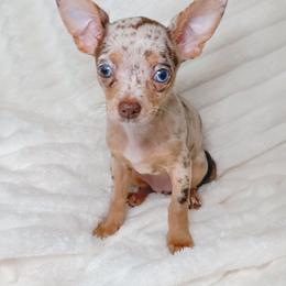 Chihuahua Puppies from Petite Pups LLC