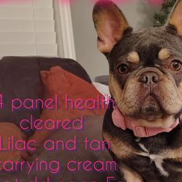 Itzy - French Bulldog