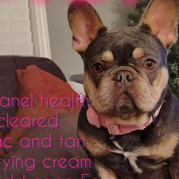 Itzy - French Bulldog