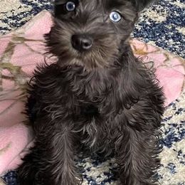 Miniature Schnauzers from Parker’s Min Chnauzerz