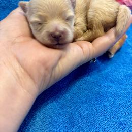 Rosie - Cream female Pomeranian puppy in Green Cove Springs, Florida from Natasha's Ark of Joy