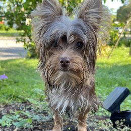 Reece - Yorkshire Terrier