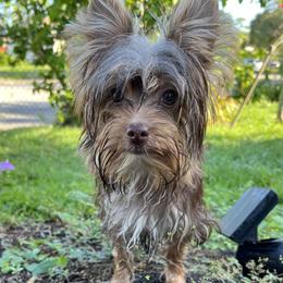 Reece - Yorkshire Terrier