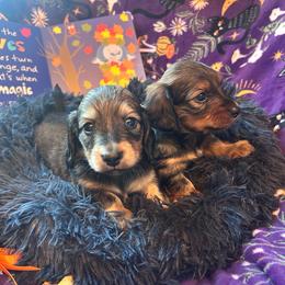Derek(McDreamy)Greys Anatomy Litter - Piebald male Dachshund puppy in Proctor, Montana from Blue Star Dachshunds