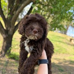 Maple - Brown and white female Cockapoo puppy in Albany, Kentucky from Windy Pines Farm