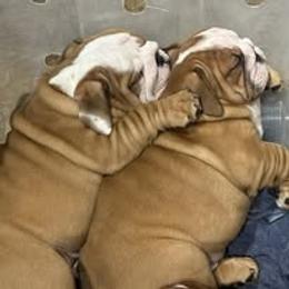Bulldog Puppies from Bullgodz English Bulldogs