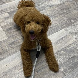 Copper - Goldendoodle