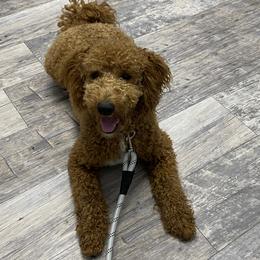 Copper - Goldendoodle