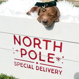 Moana - Red  female Goldendoodle puppy in Phoenix, Arizona from Amore Doodles & Poodles