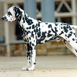 Bravo - Dalmatian