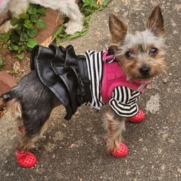 Yara - Yorkshire Terrier