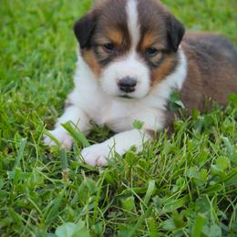 English Shepherd Puppies from Town & Country English Shepherds