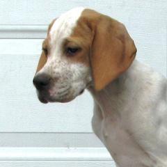 German Shorthaired Pointer and Pointer All Grown Up from Paladen
