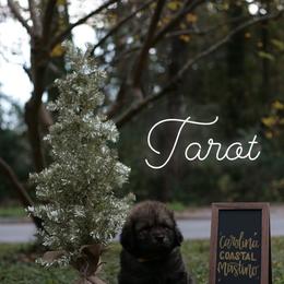 Neapolitan Mastiff and Tibetan Mastiff Puppies from Carolina Coastal Mastinos