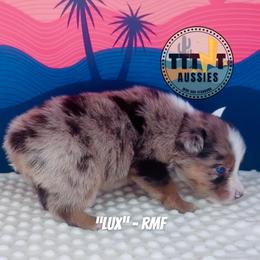 Lux - Red merle female Australian Shepherd puppy in Tucson, Arizona from TTTNT Aussies
