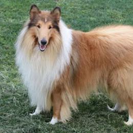 Collie All Grown Up from Garlind Ridge Collies