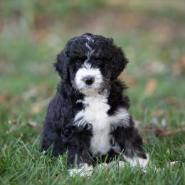 Bernedoodle puppies from White Oak