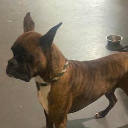 Hunk - Boxer