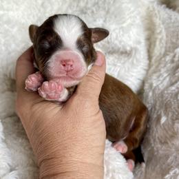 Boy 3 - Tri-color male Bernedoodle puppy in Superior, Arizona from Mountain Bridge Doodles