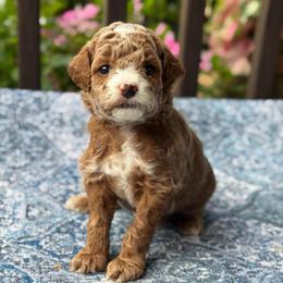 Jalapeño - Red  male Goldendoodle puppy in Wharton, Texas from Little Fur Friends
