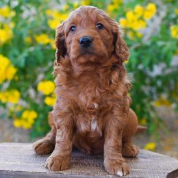 Bernedoodle and Goldendoodle Puppies from Sun Valley Goldendoodles