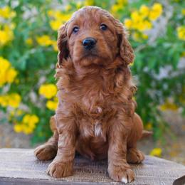 Bernedoodle and Goldendoodle Puppies from Sun Valley Goldendoodles