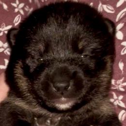 BlackTan Boy - Black and tan male Shiba Inu puppy in Clewiston, Florida from Animal Farm Shiba Inus & Mameshibas