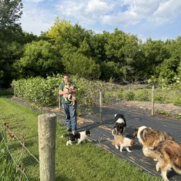 Collie Puppies from Little Apple Collies, Dazey, ND