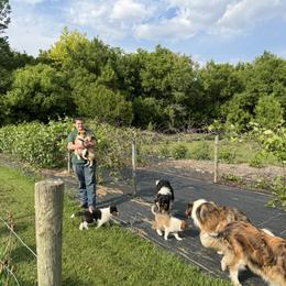 Collie Puppies from Little Apple Collies, Dazey, ND