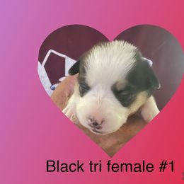 Black tri #1 - American Corgi puppy from Mahala Henry