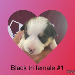 Black tri #1 - American Corgi puppy from Mahala Henry