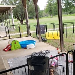 Dachshund Puppies from FLYING L Dachshund Academy