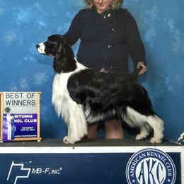 English Springer Spaniel puppies from Ebenezer Valley ESS