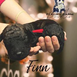 Finn - Wheaten male Whoodle puppy in Knoxville, Tennessee from Fleury Farm Doodles TN