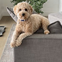 Cedar - Goldendoodle