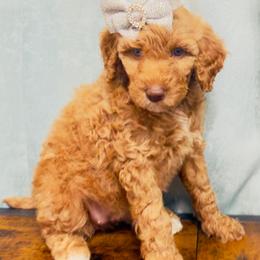 Nala - Apricot female Goldendoodle puppy in Orlando, Florida from Walk by Faith Doodles