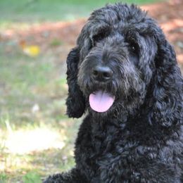 Rayley - Goldendoodle