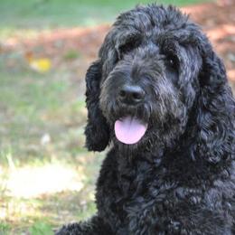 Rayley - Goldendoodle