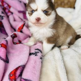 Hershey - Red and white female Pomsky puppy in Yavapai County, Arizona from Pawsh Pomskies