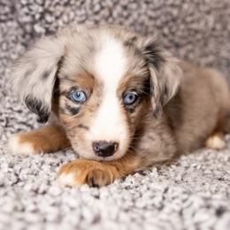 Chili - Blue merle female Miniature Australian Shepherd puppy in Michie, Tennessee from Acton Aussies