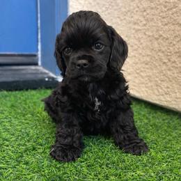 Kai - Black male Cocker Spaniel puppy in Corcoran, California from Sweetheart Cockers