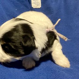 Maltipoo, Morkie, and Yorkipoo Puppies from Danza Bolo