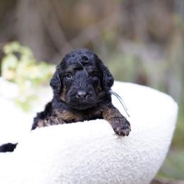 Gray collar - Phantom male Bernedoodle puppy in Spokane, Washington from Doodle Love