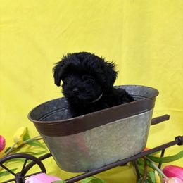 CP1 silver - Black male Schnoodle puppy in Benson, North Carolina from A Bundle of Love