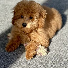 Twix - Red  Poodle puppy in Martinsburg, Pennsylvania from Susan's Poodles Plus