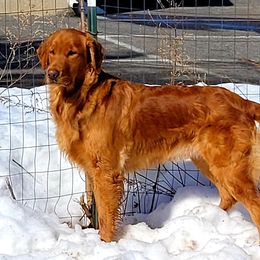 Gemma - Golden Retriever
