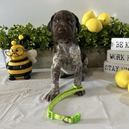Lime Green - White and liver female German Shorthaired Pointer puppy in Newton Grove, North Carolina from Wayalife Labradors & Gsp’s