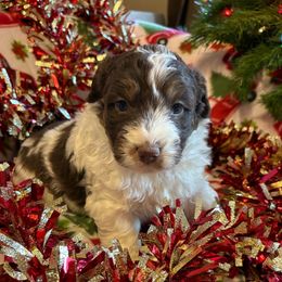 Buster - Red tri-color male Aussiedoodle puppy in Maysville, Missouri from Mini AussieDoodles on Meadow Lane
