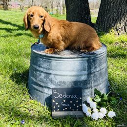 Sedona - Dachshund